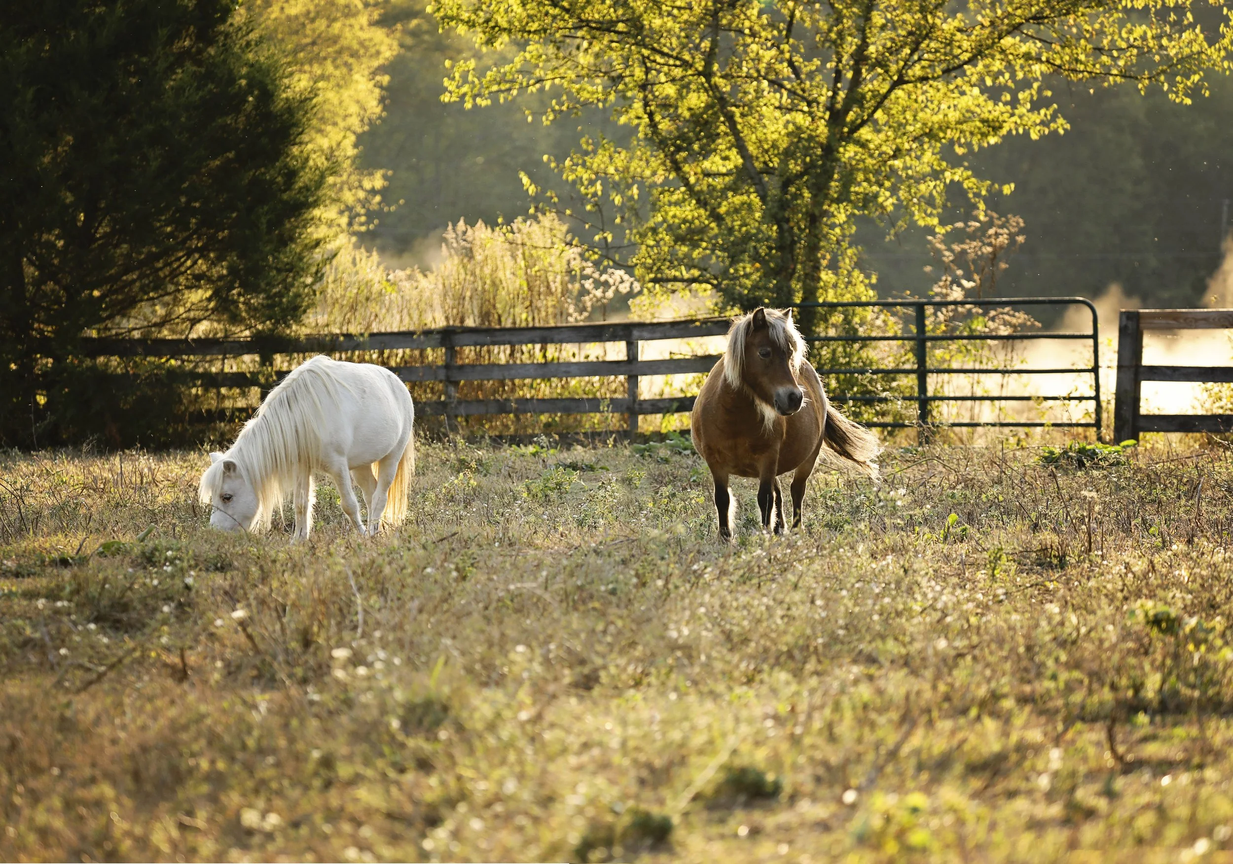 Rescued mini horse Fabled Farm Rescue and Sanctuary