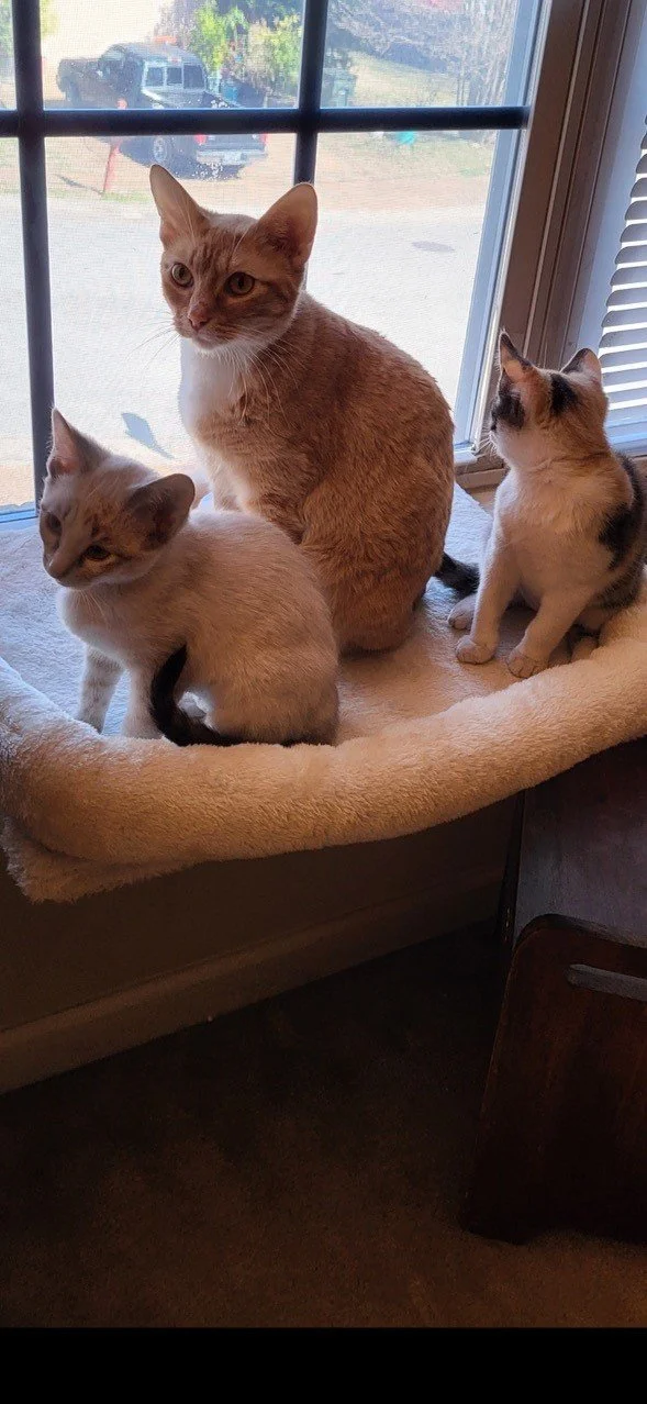 Adopted kittens