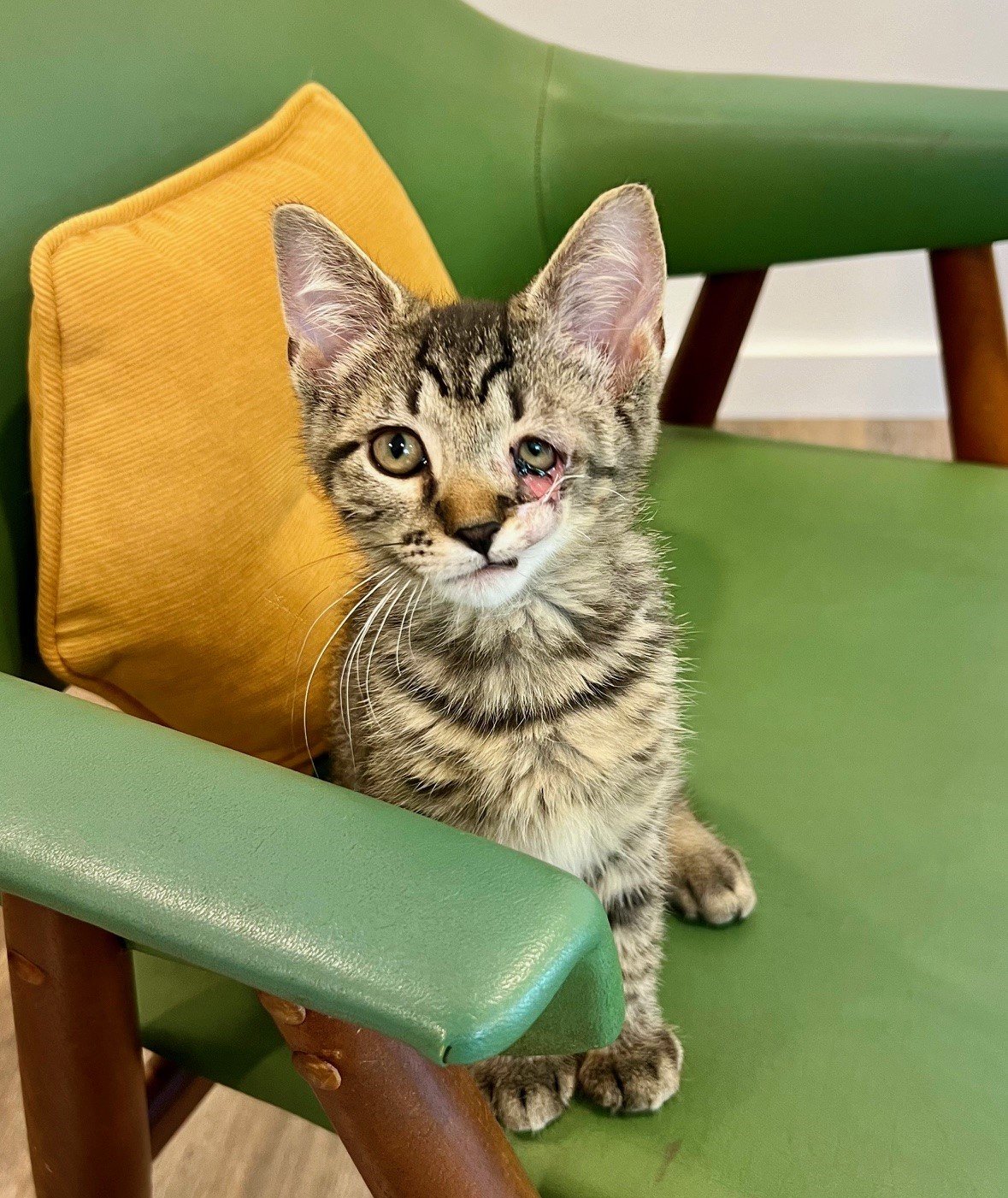 Rescued special needs cat at Fabled Farm Rescue and Sanctuary