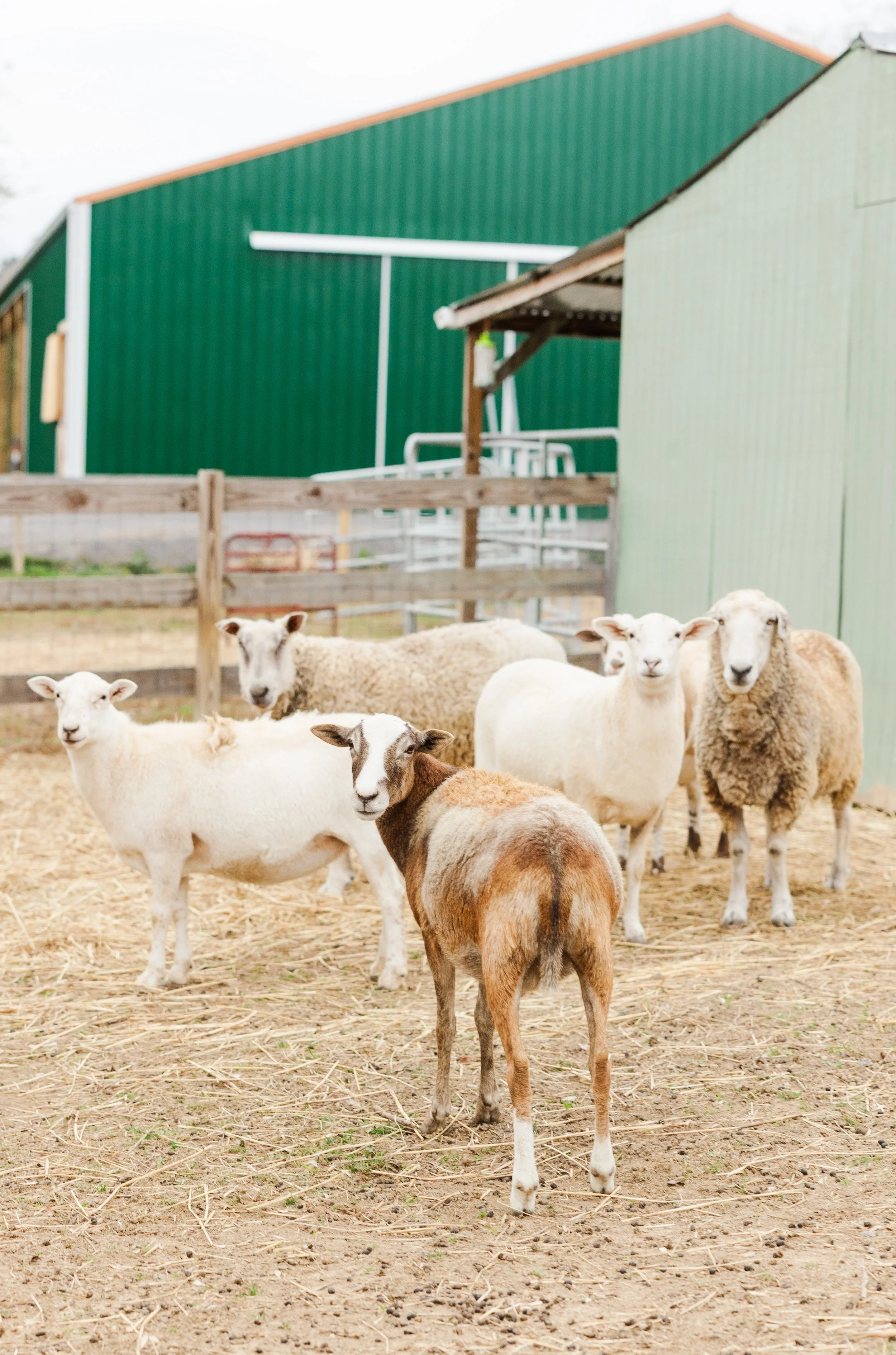 Rescued sheep at Fabled Farm
