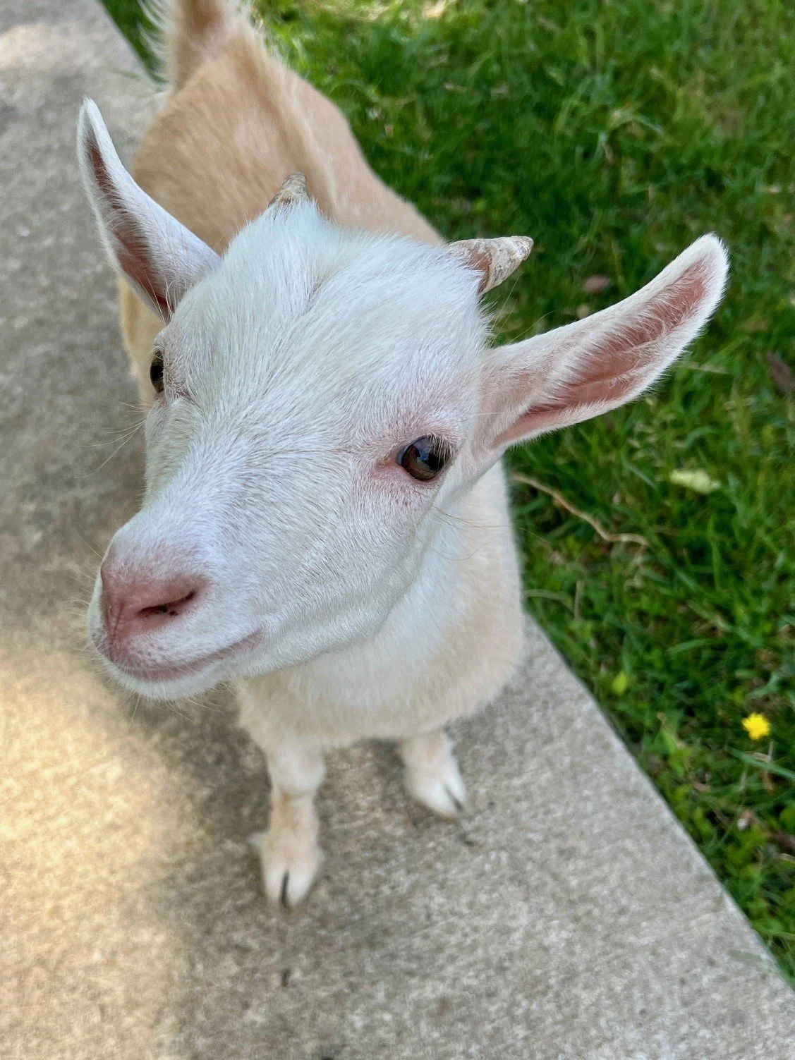 Adoptable goats