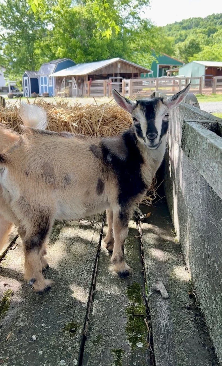 Adoptable goats