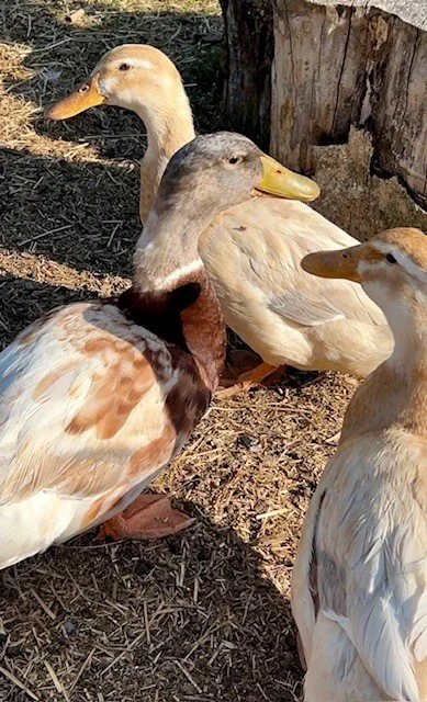 Adoptable ducks