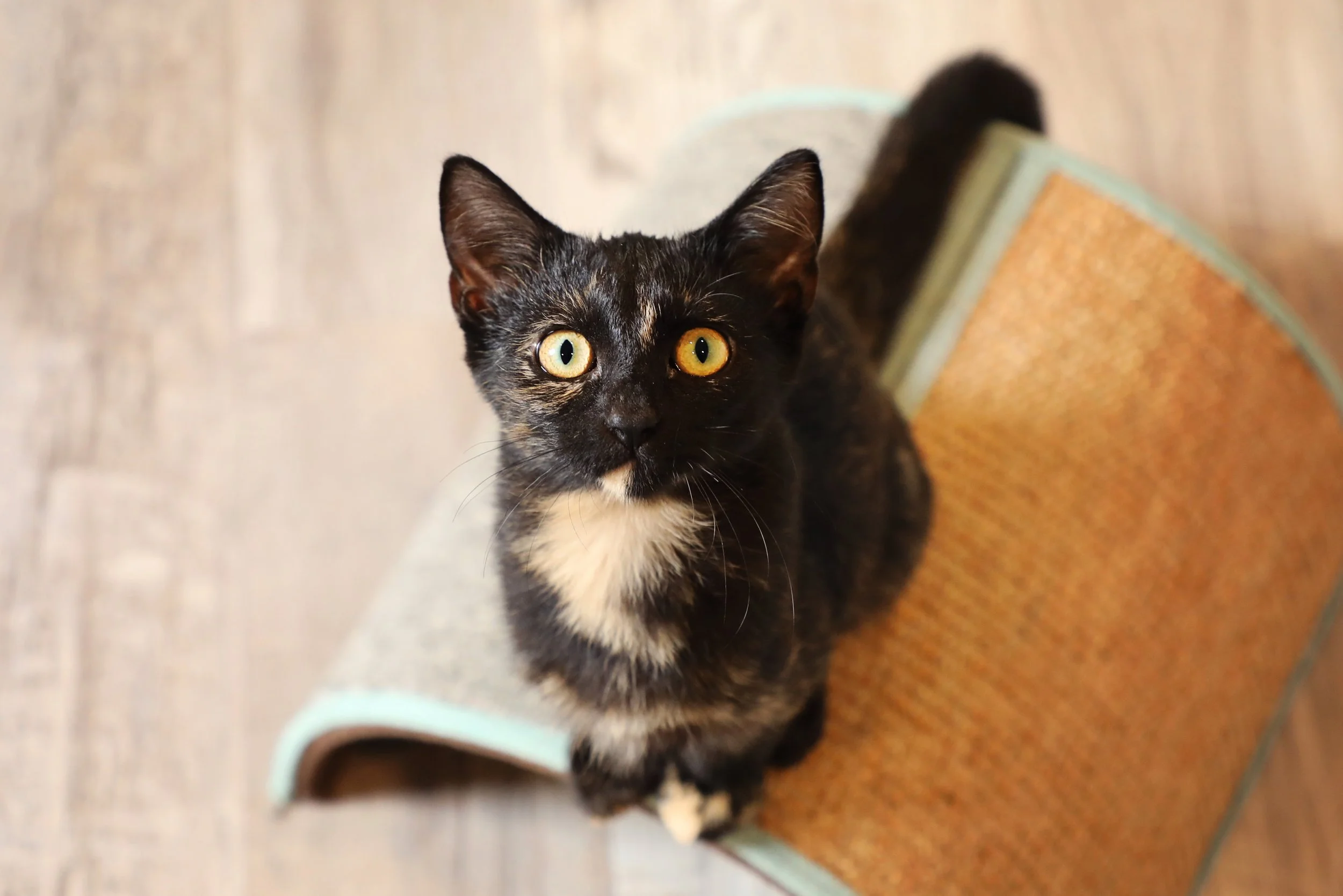 Rescued kitten in the Fabled Farm kitten room