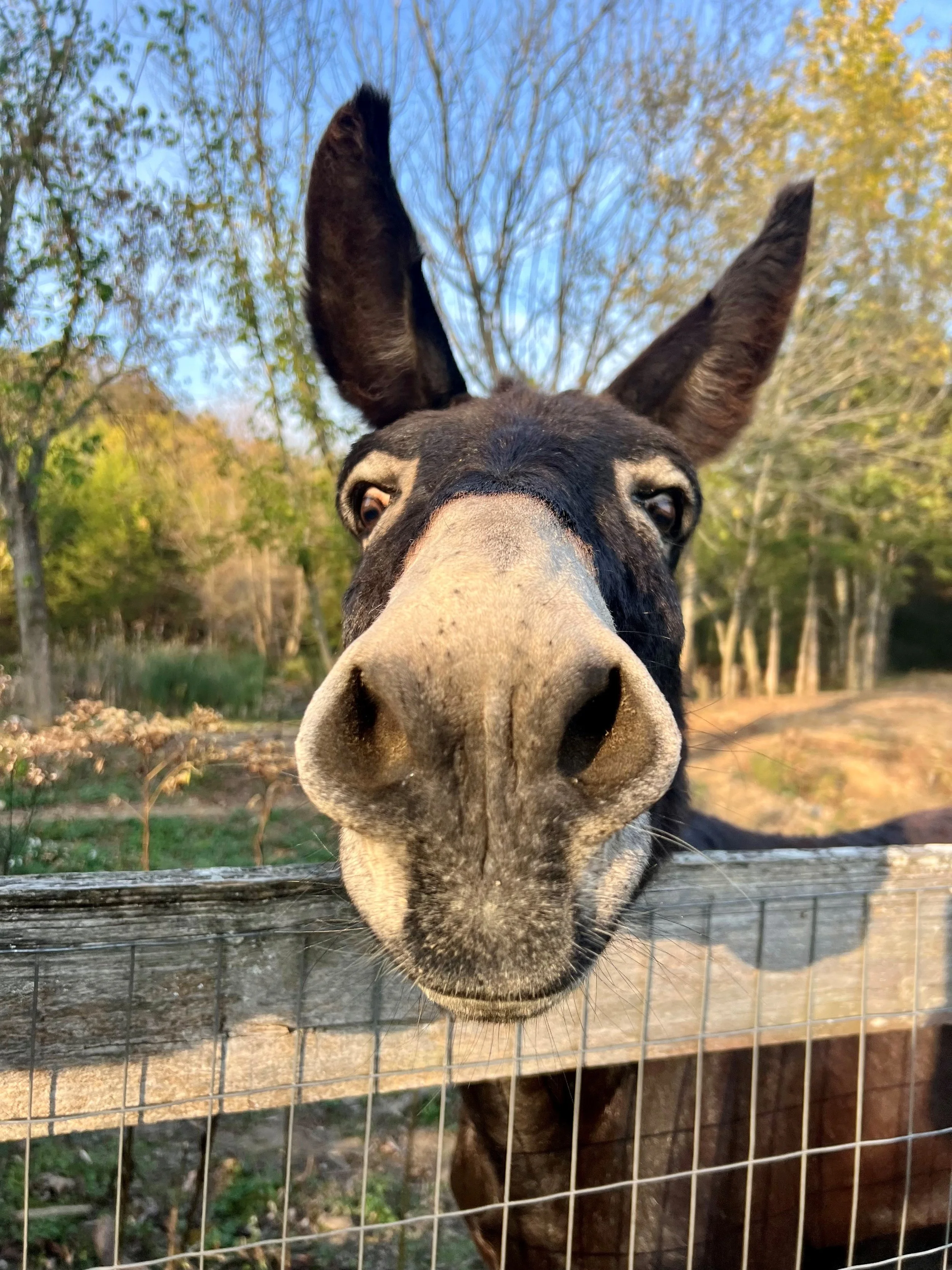 Rescued donkeys Fabled Farm Rescue and Sanctuary