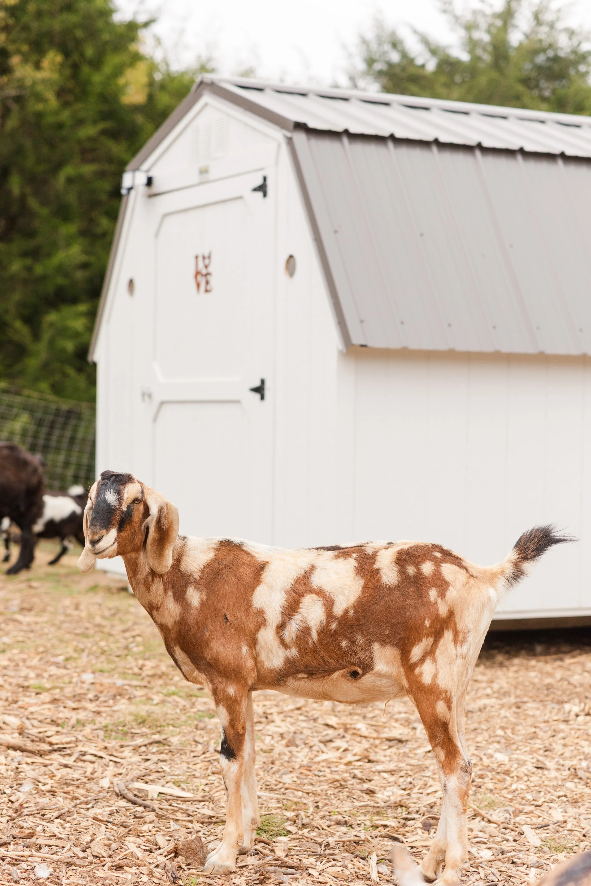 Rolo goat with white barn