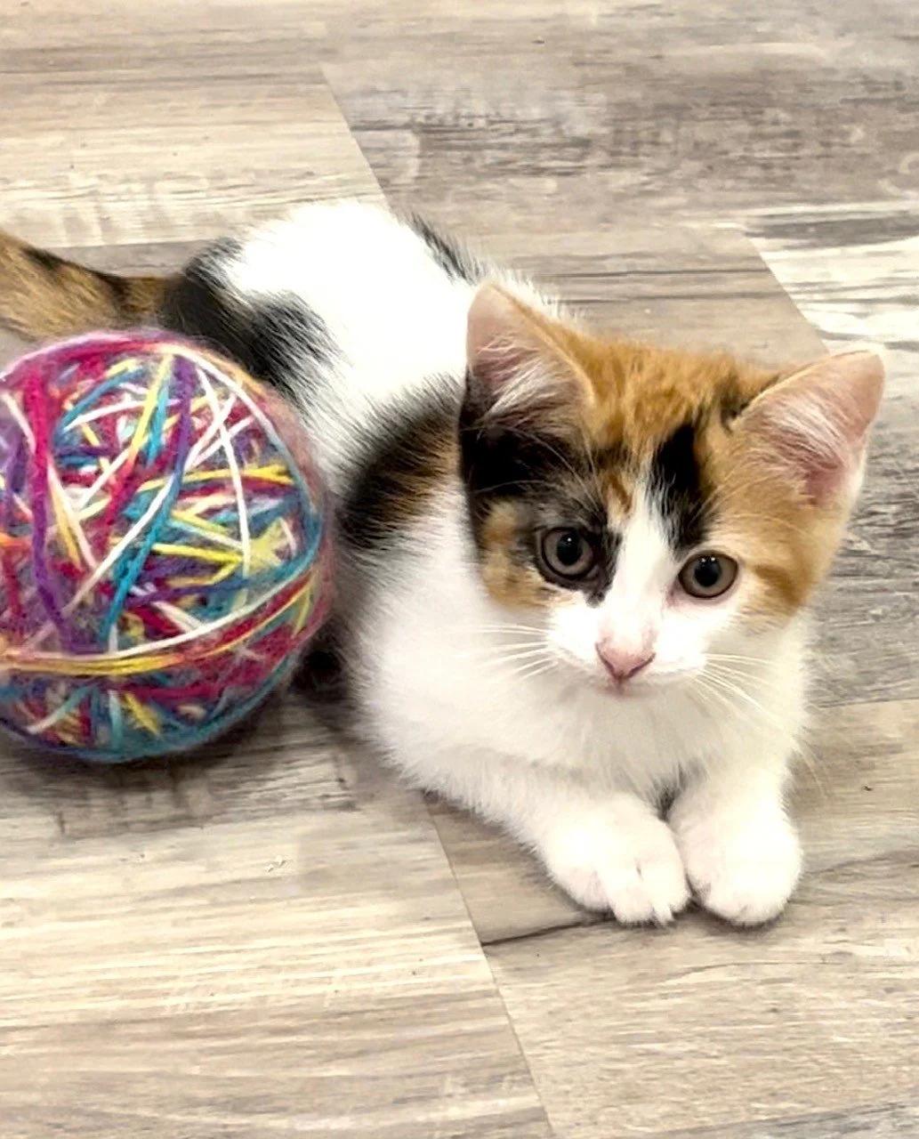 Rescued kitten with toy at Fabled Farm Rescue