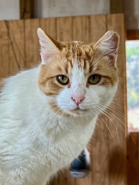 Fabled Farm barn cat