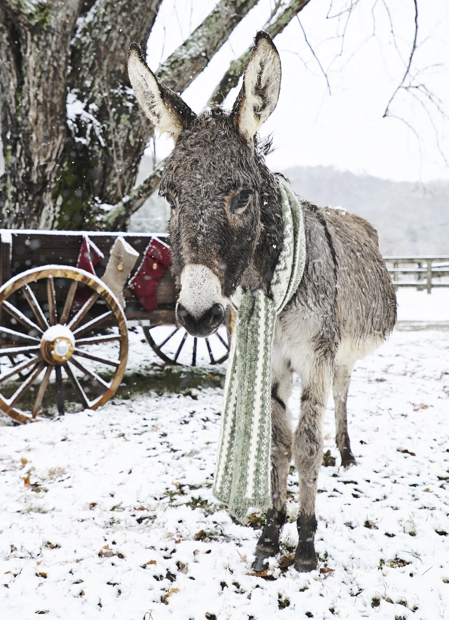 Young donkey with a green and white scarf around its neck, standing in a snowy outdoor setting with a tree and a snow-covered wagon in the background.