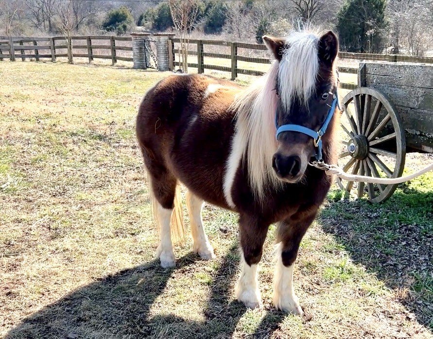 Piper Mini Horse