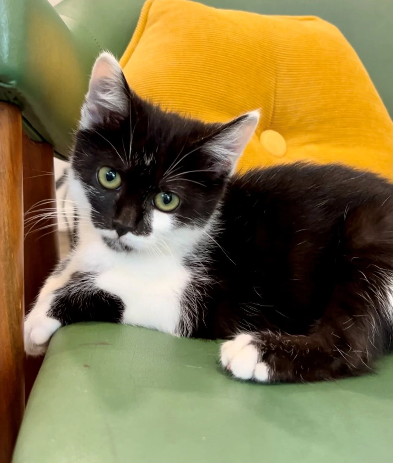 Rescued kitten, Buttons, in the Fabled Farm shop