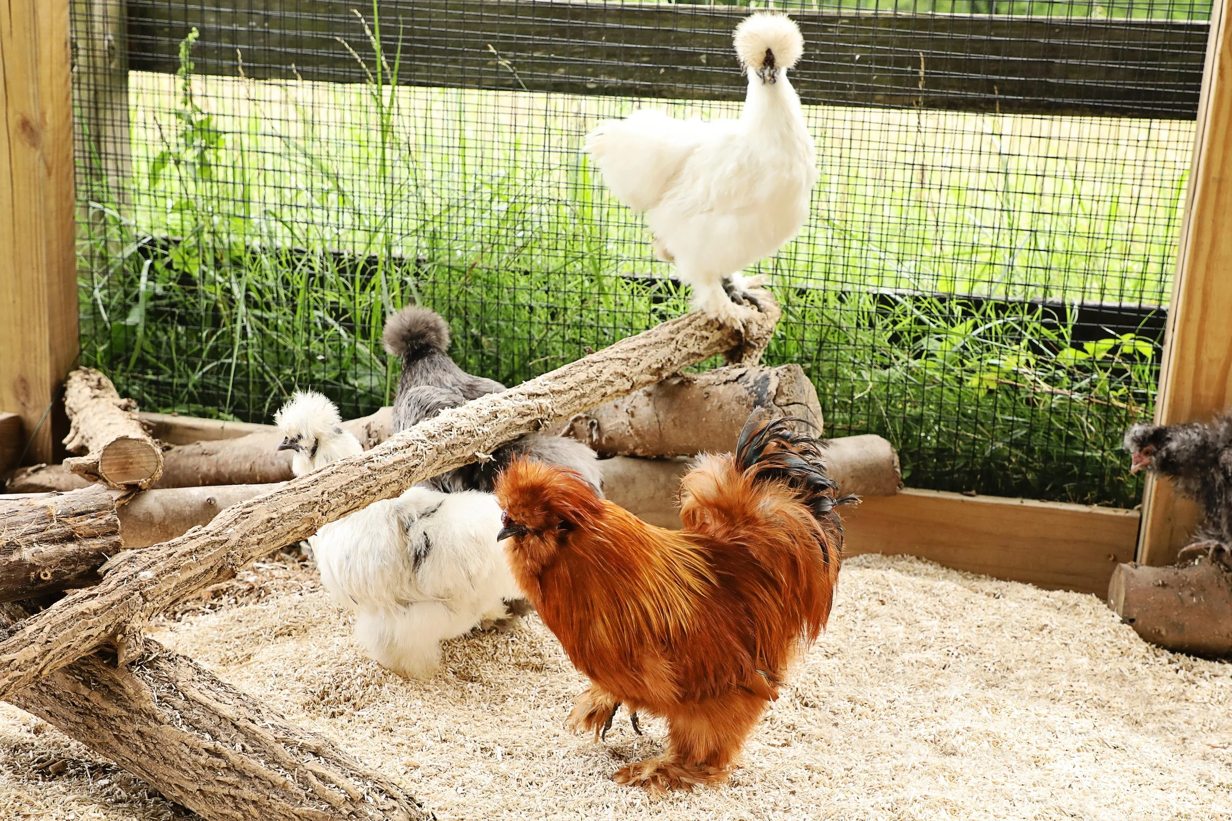 A chicken coop with a red rooster, white silkie chickens, and a white crested polish chicken inside, with wood logs and grass in the background.