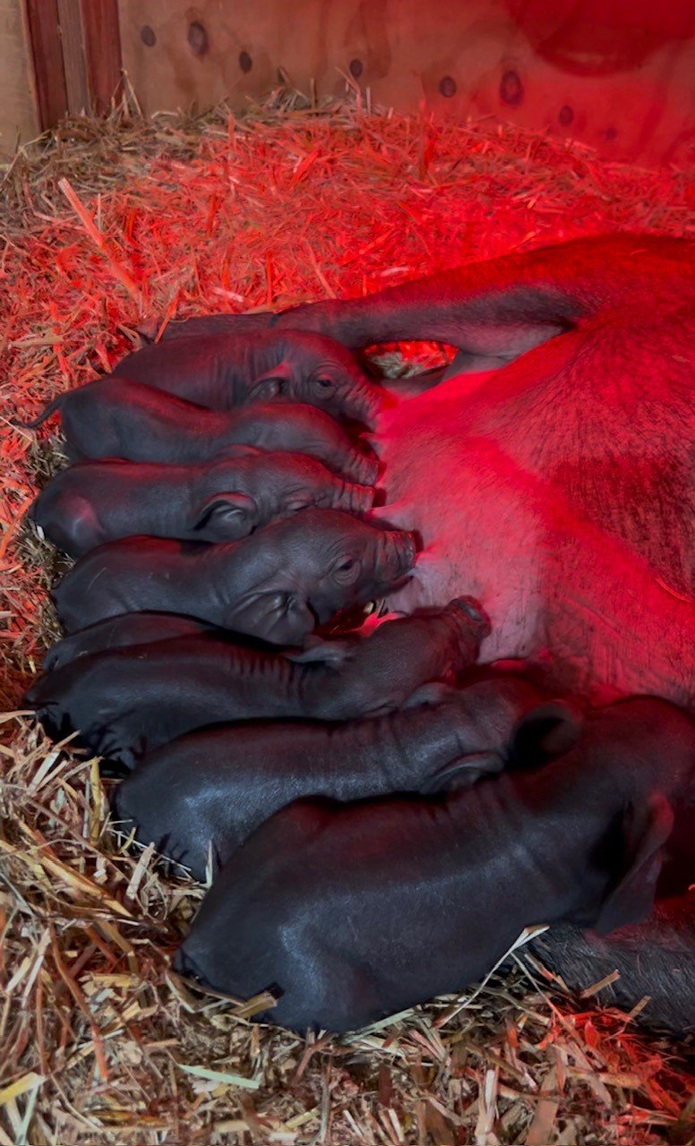 PIglets nursing at Fabled Farm Rescue & Sanctuary