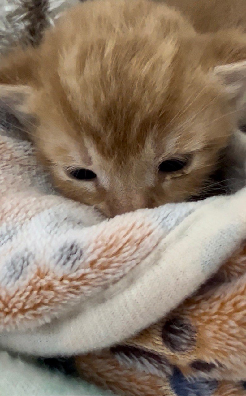 Rescued special needs kitten at Fabled Farm Rescue & Sanctuary