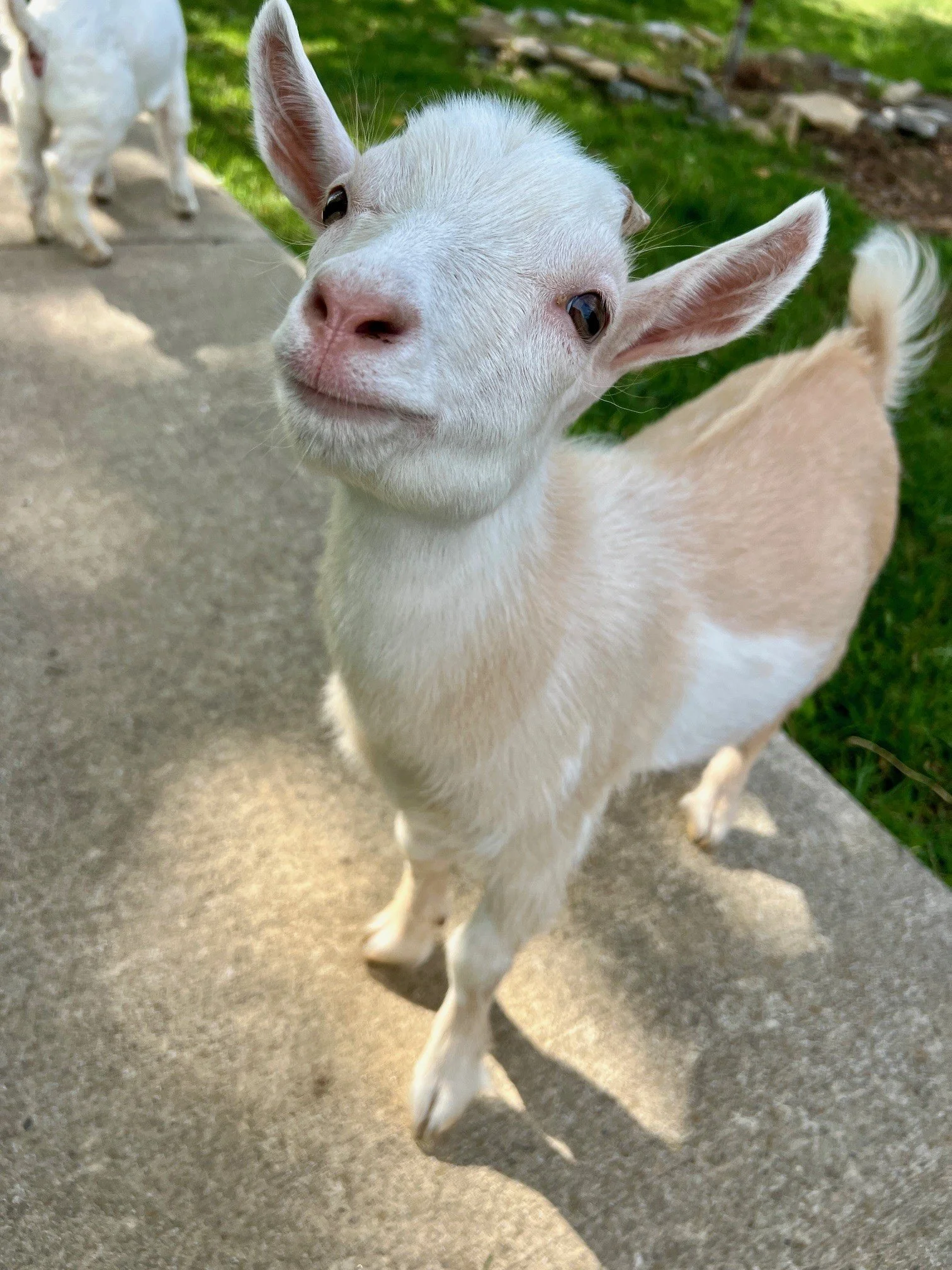 Adoptable goats