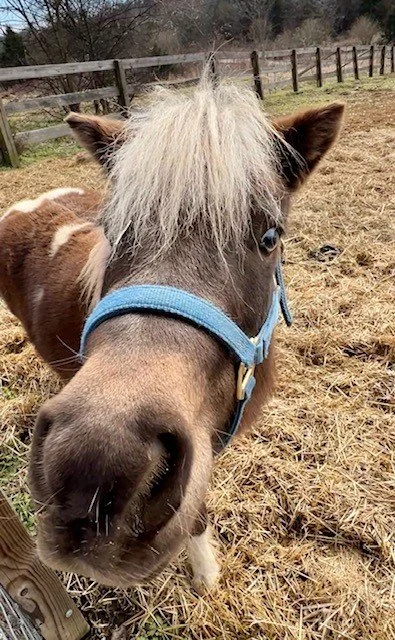 Piper Mini Horse