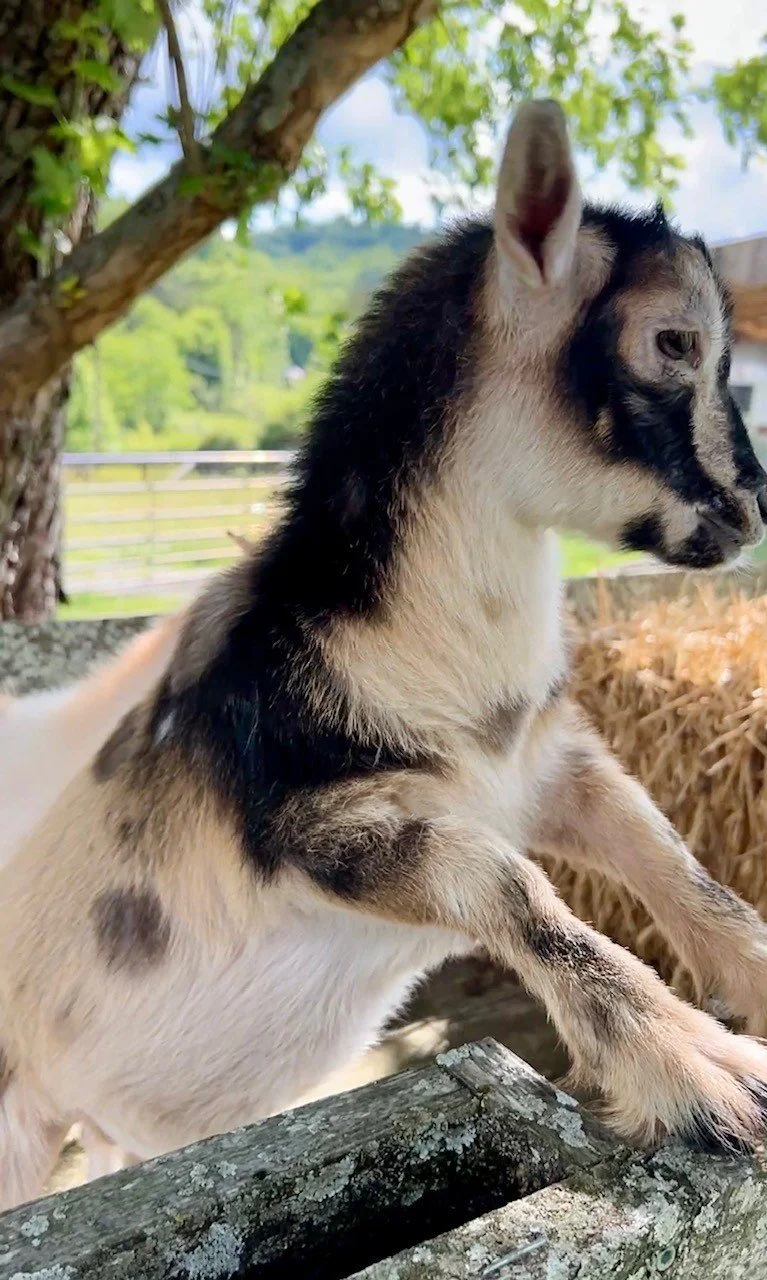 Adoptable goats