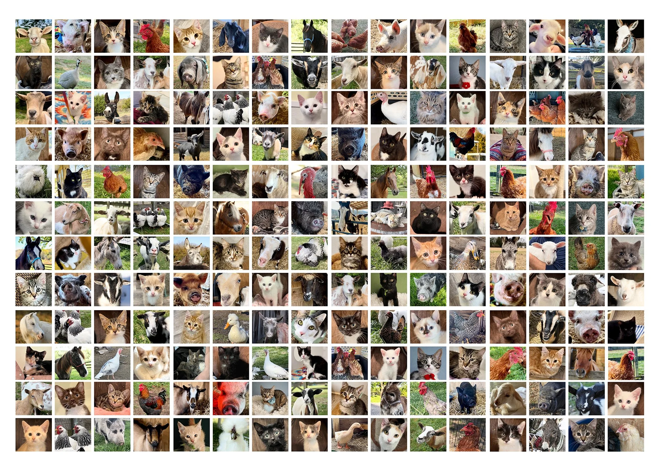 Grouping of animals rescued by Fabled Farm