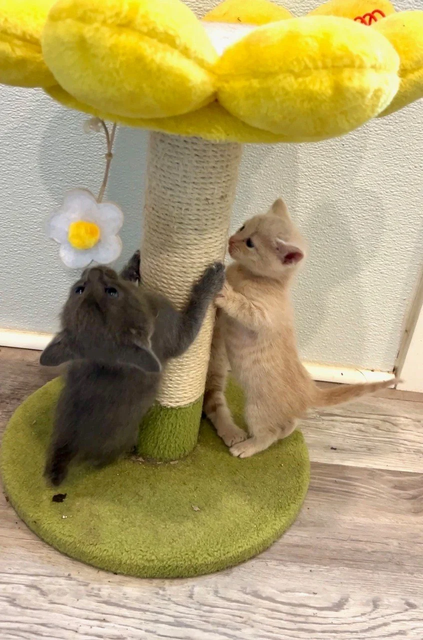Adoptable Kittens