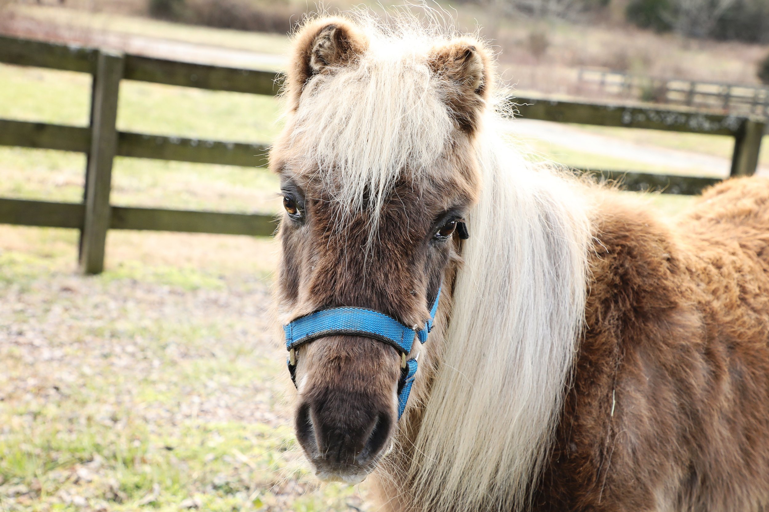 Rescued senior mini horse, Clyde, at Fabled Farm Rescue