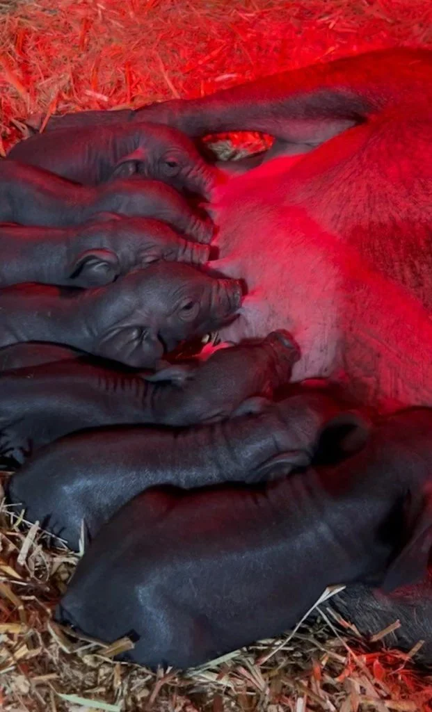 Rescued pig nursing her piglets