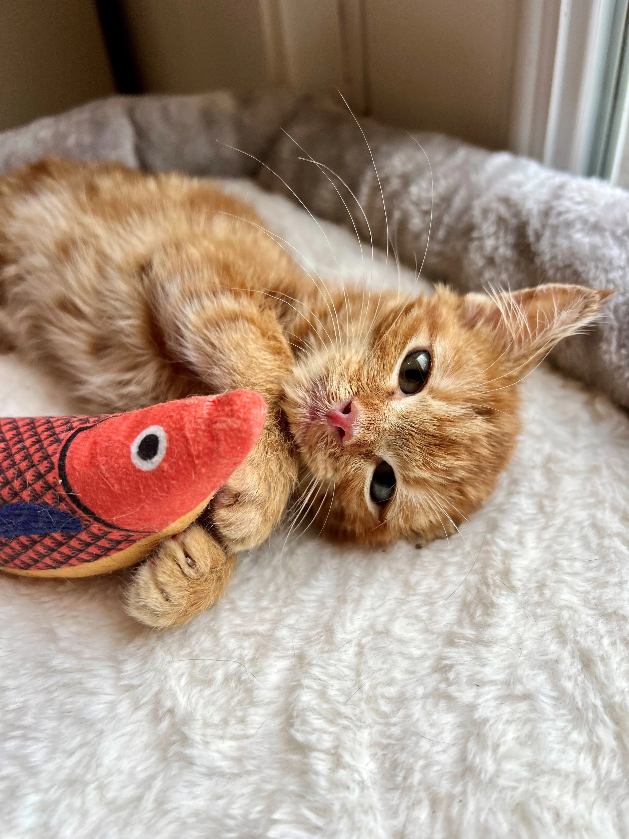A ginger tabby kitten lying on a fluffy white surface, playing with a red fish toy, near a window.
