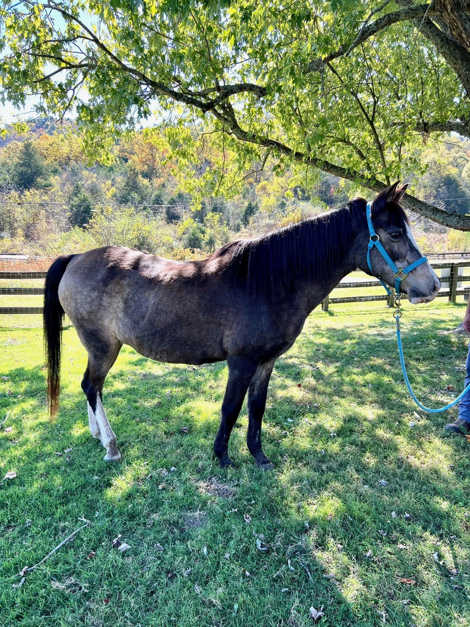 Rescue horse at Fabled Farm Rescue and Sanctuary