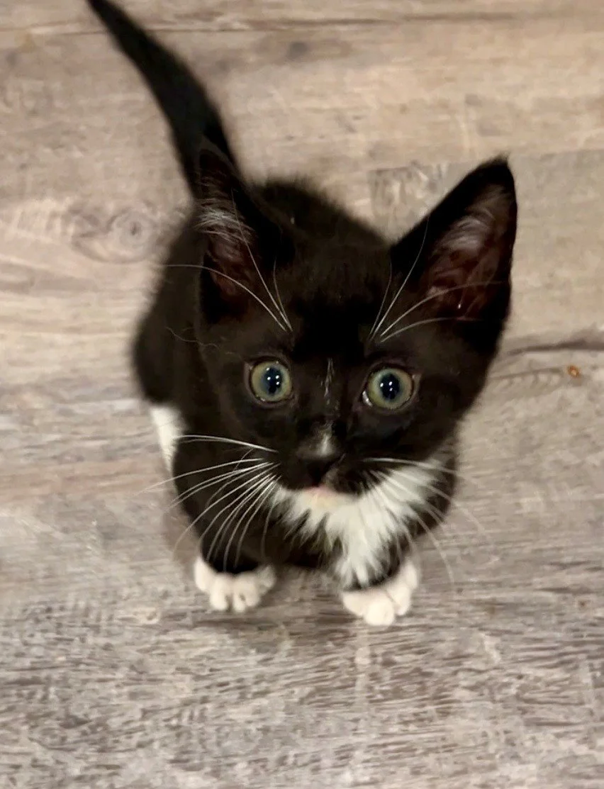 Oreo