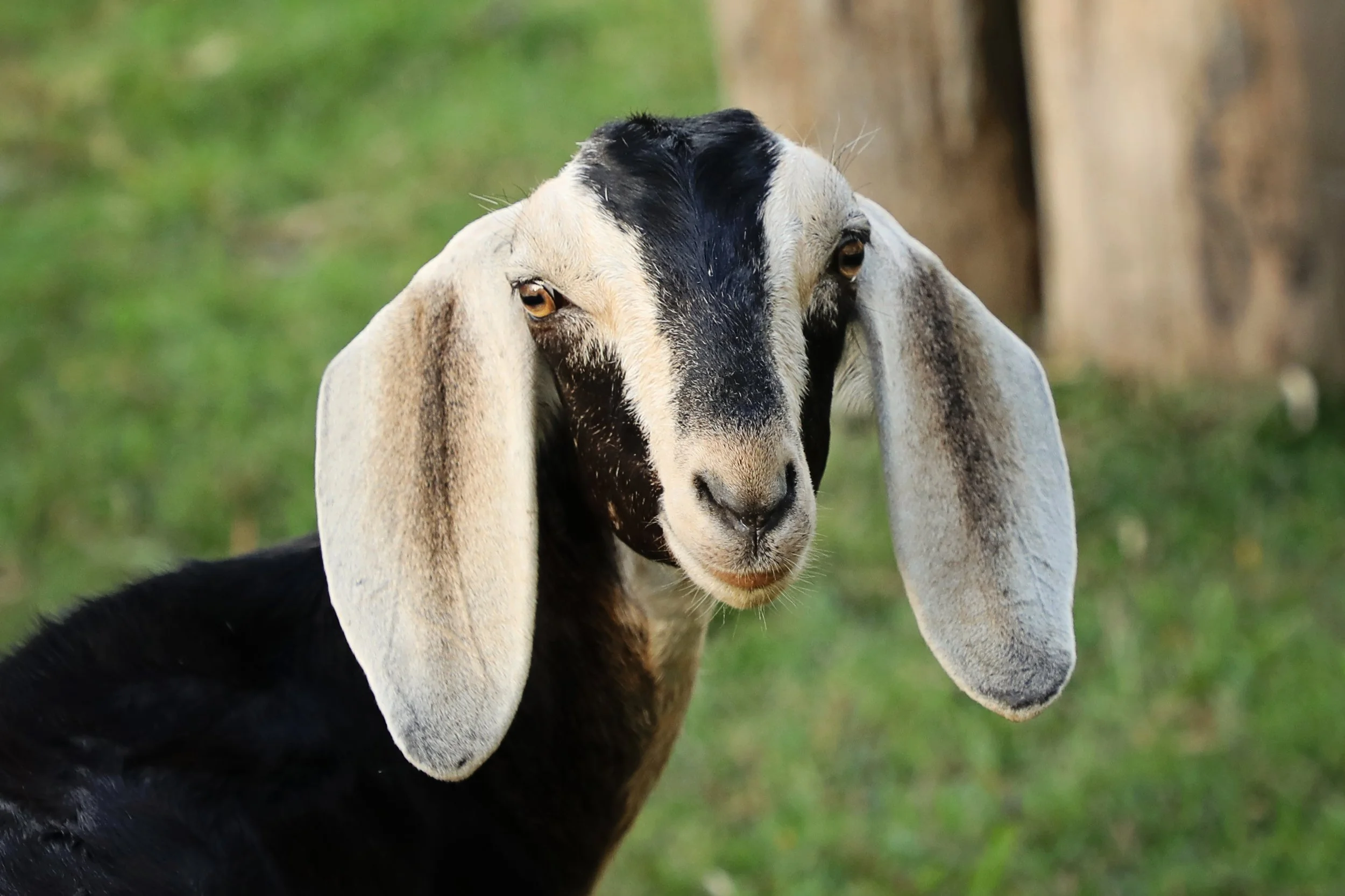 Rescued goat, Twix, at Fabled Farm Rescue & Sanctuary
