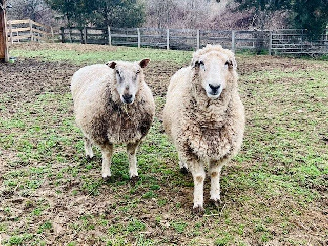 Rescued sheep at Fabled Farm Rescue and Sanctuary