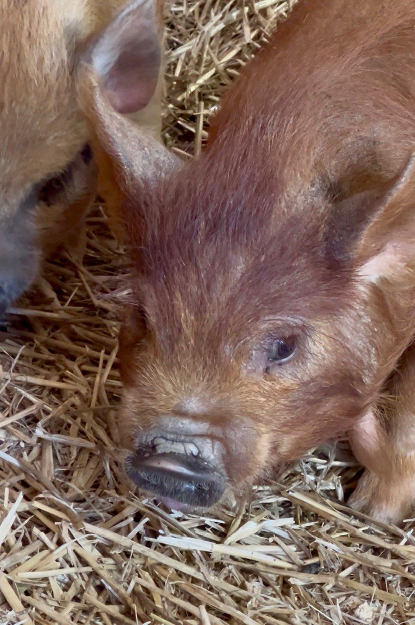 Rescued animal Fabled Farm Rescue & Sanctuary