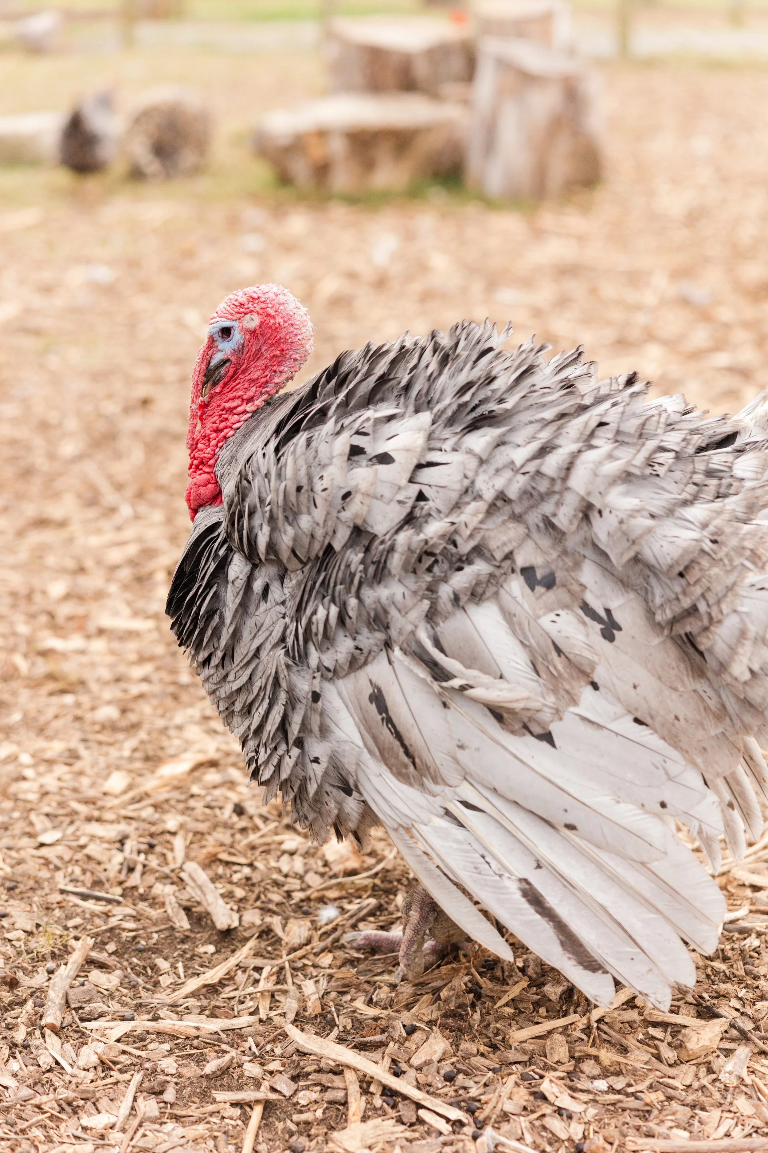 Rescued turkey at Fabled Farm Rescue and Sanctuary