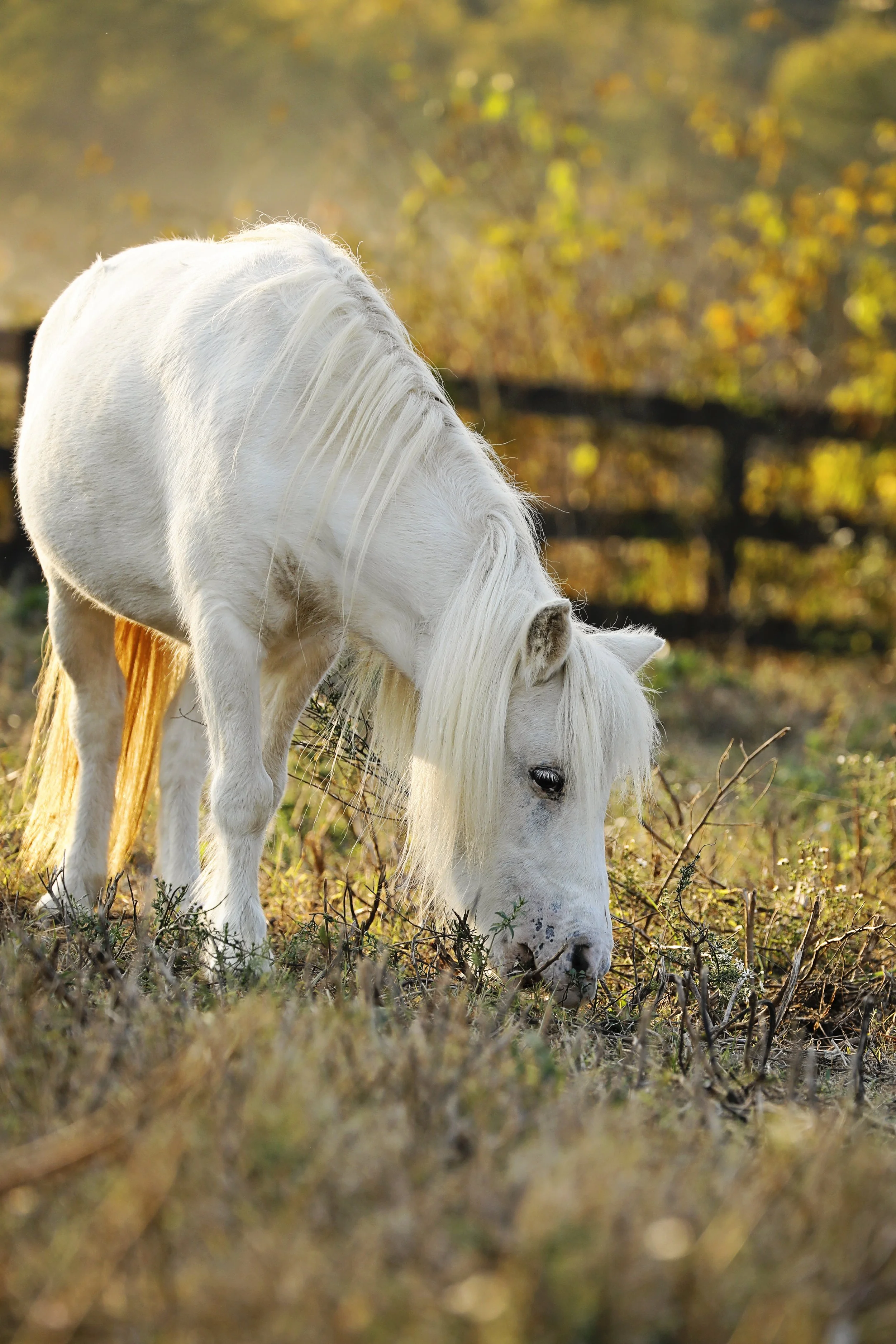 White horse grazing in a field during autumn with golden leaves in the background.
