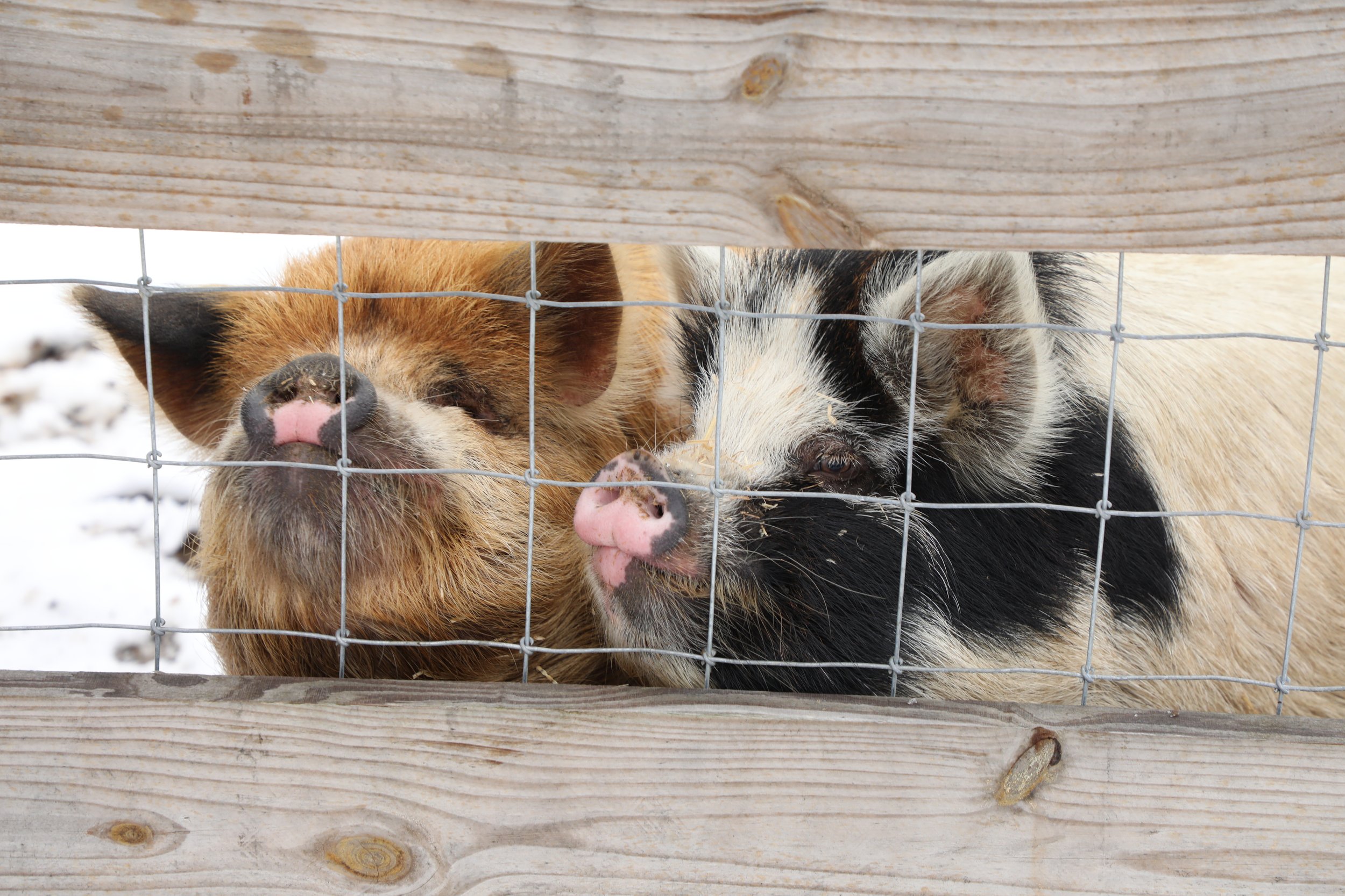 Two pigs, one with brown fur and the other with black and white fur, looking through a wire fence with wooden top and bottom frames.
