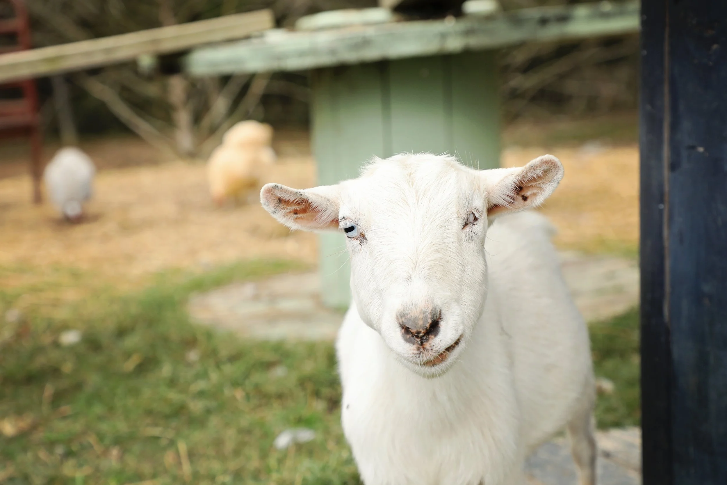 Rescued special needs goat at Fabled Farm Rescue and Sanctuary
