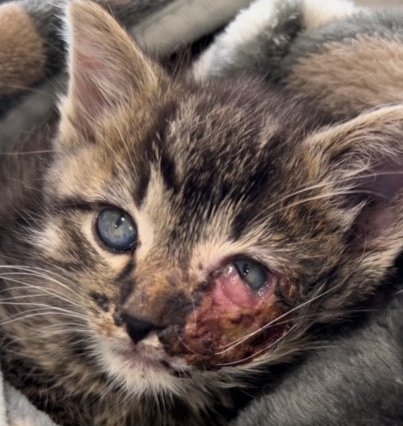 Rescued kitten Piper at Fabled Farm Rescue & Sanctuary