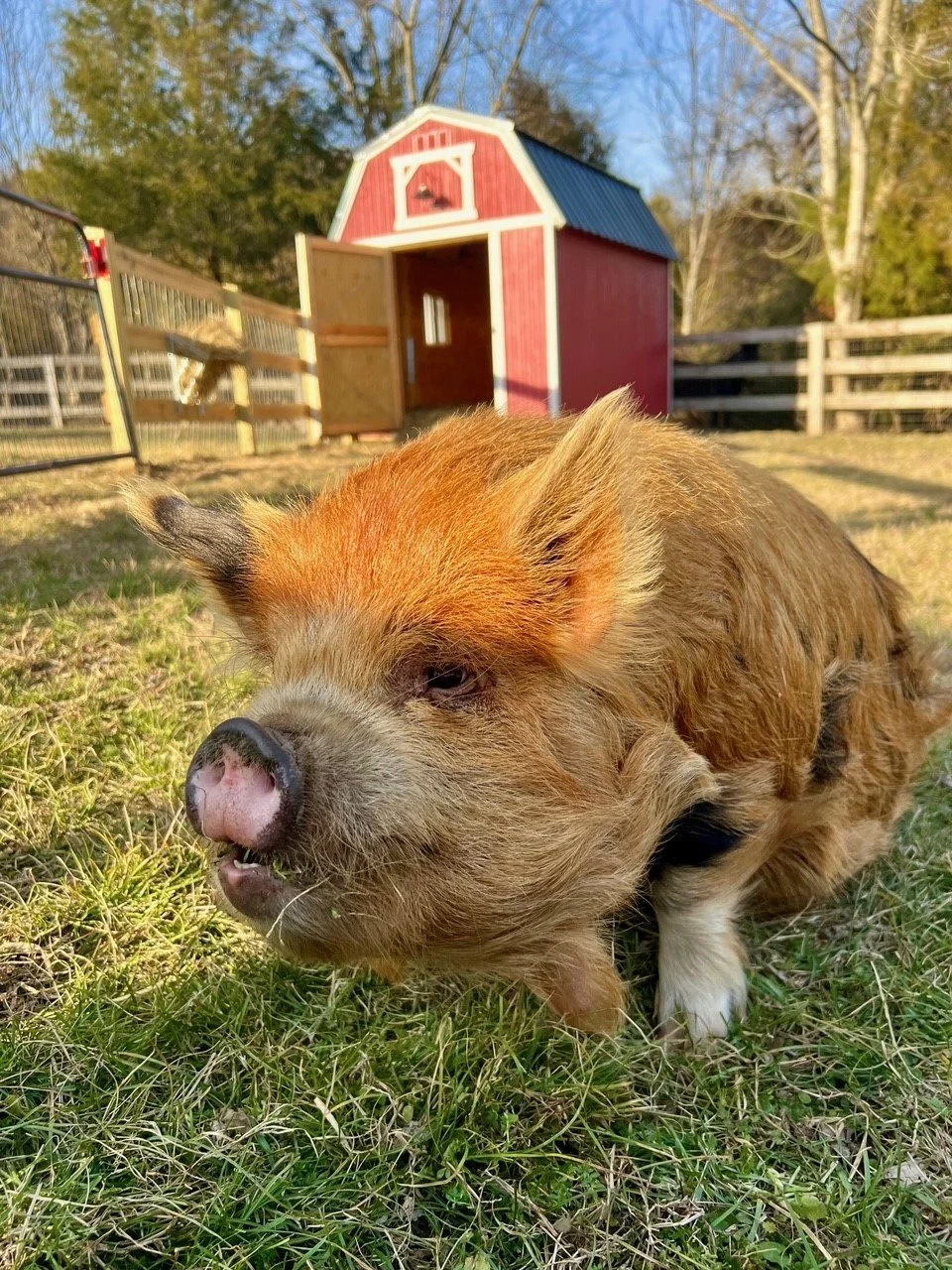 Albert rescue pig with barn