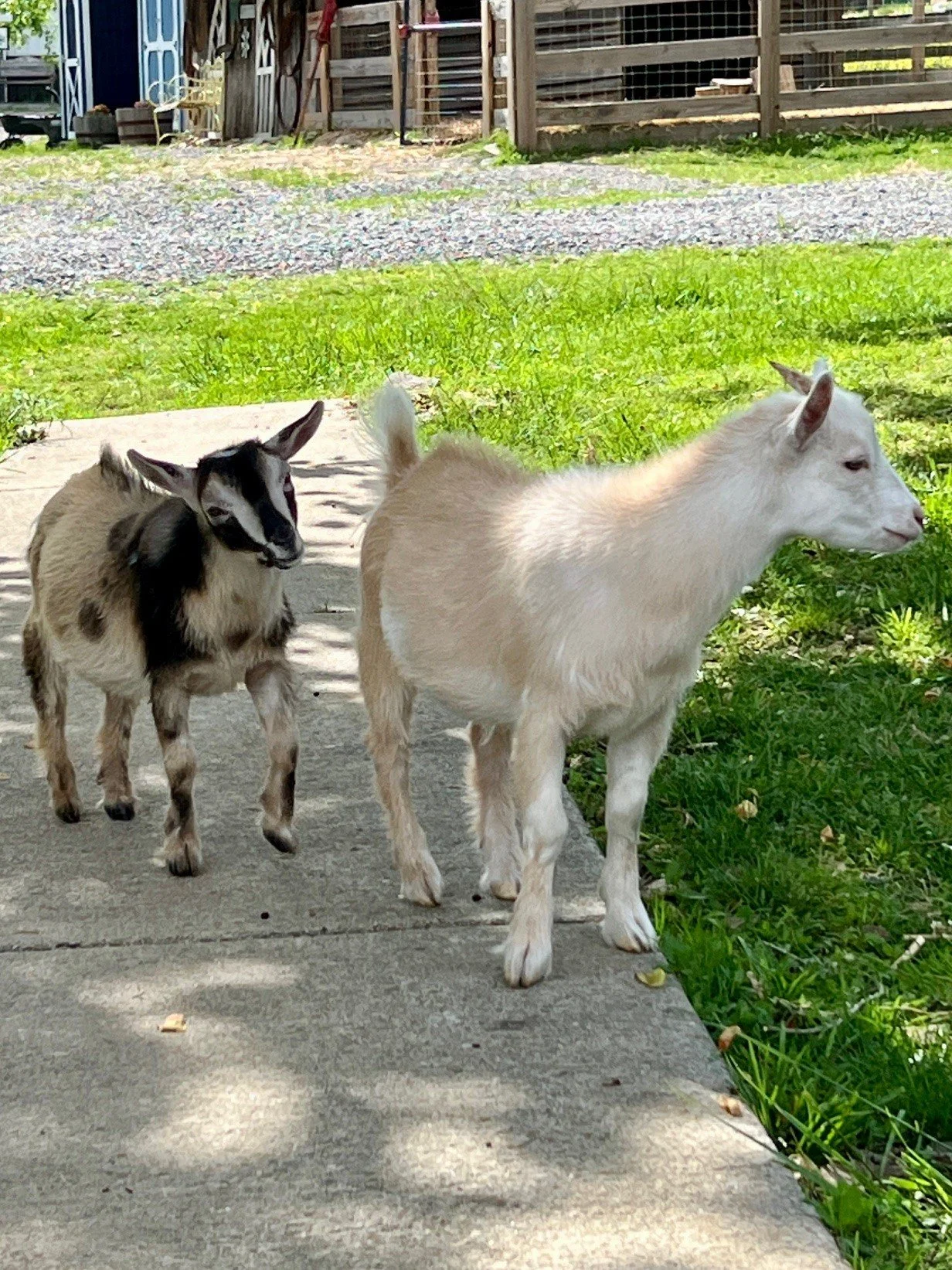 Adoptable goats
