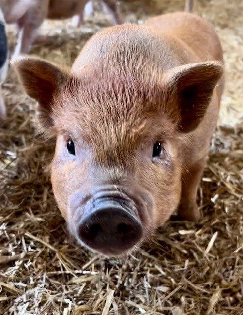 Rescued piglet at Fabled Farm Rescue & Sanctuary