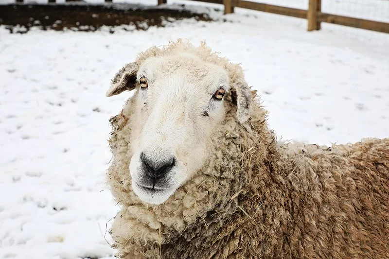 Close-up of a sheep with curly wool and a white face, standing on snow-covered ground with a wooden fence in the background.