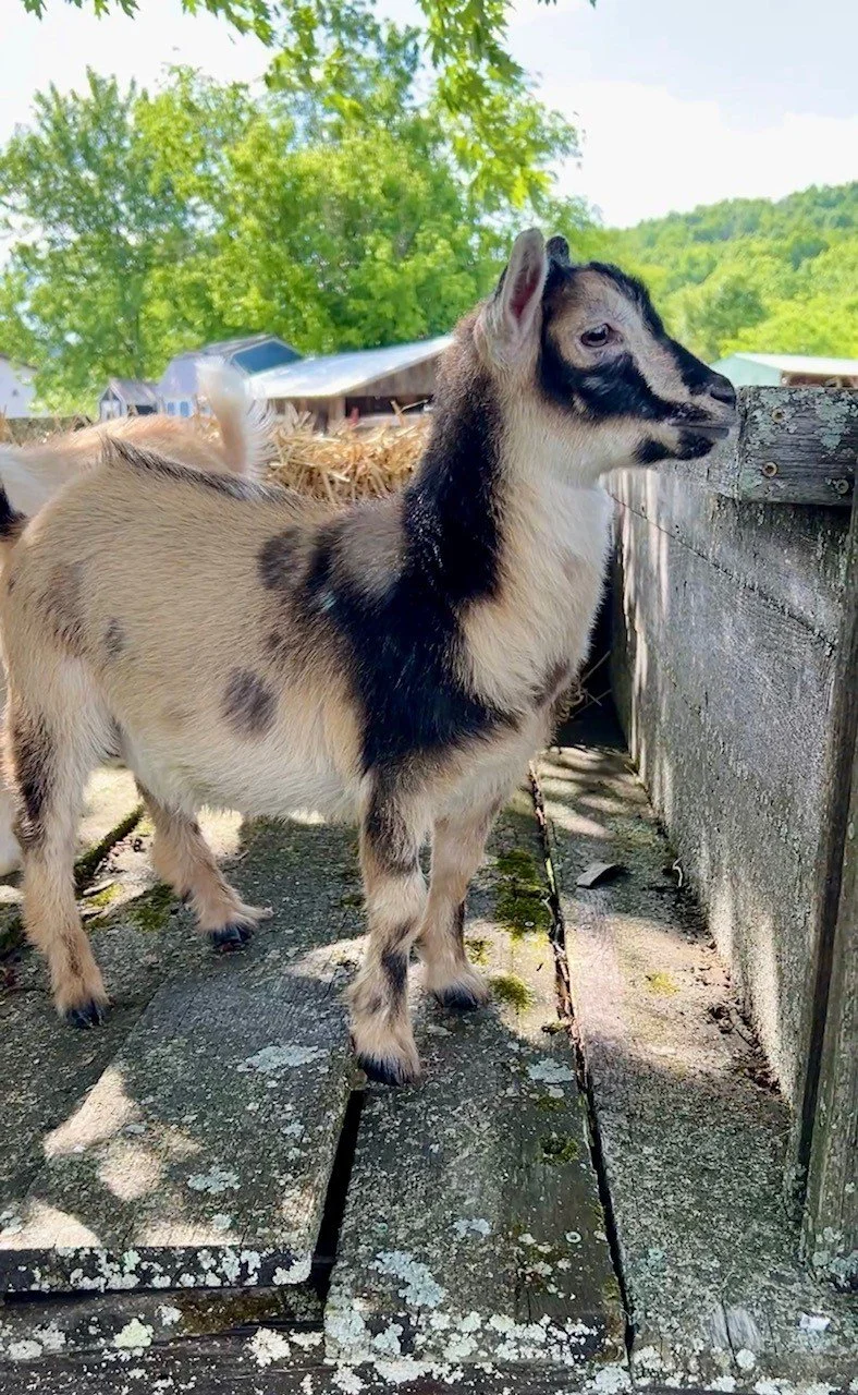 Adoptable goats