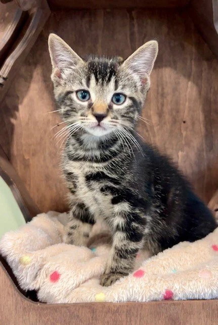 Adoption Pending