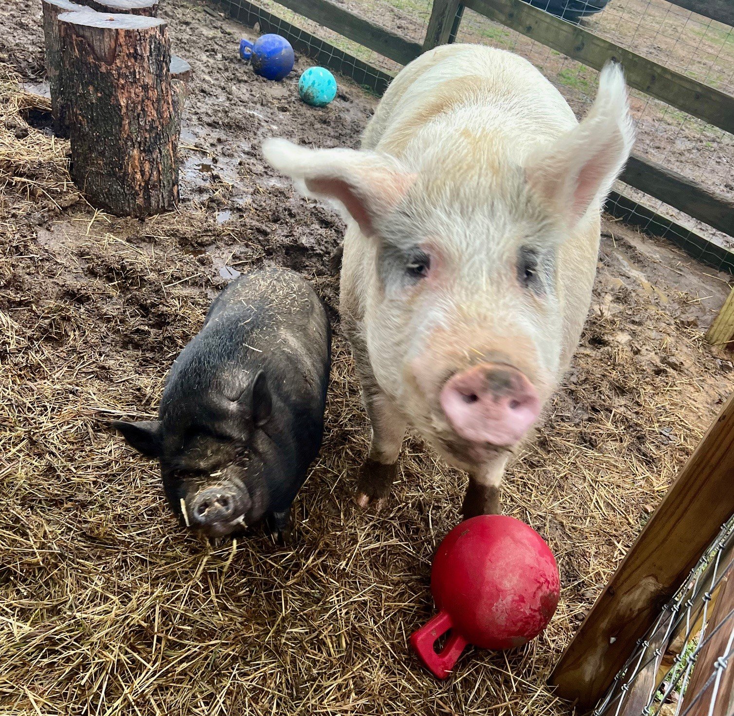 Rescued Pig Bitty Boo at Fabled Farm Rescue and Sanctuary