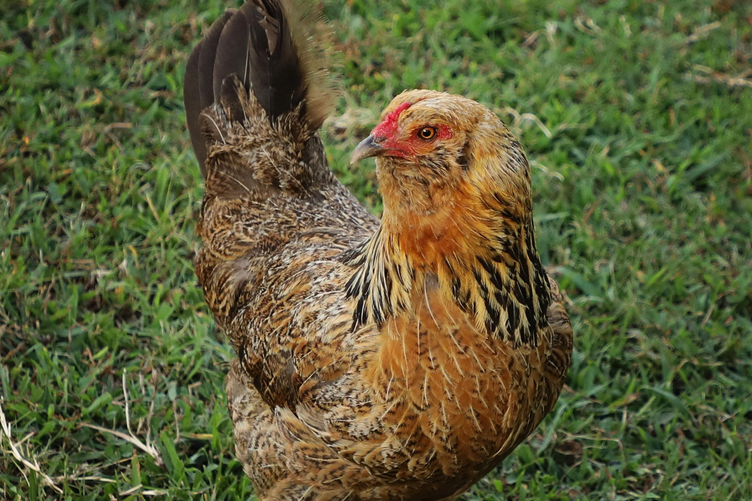 Rescued chicken at Fabled Farm Rescue & Sanctuary