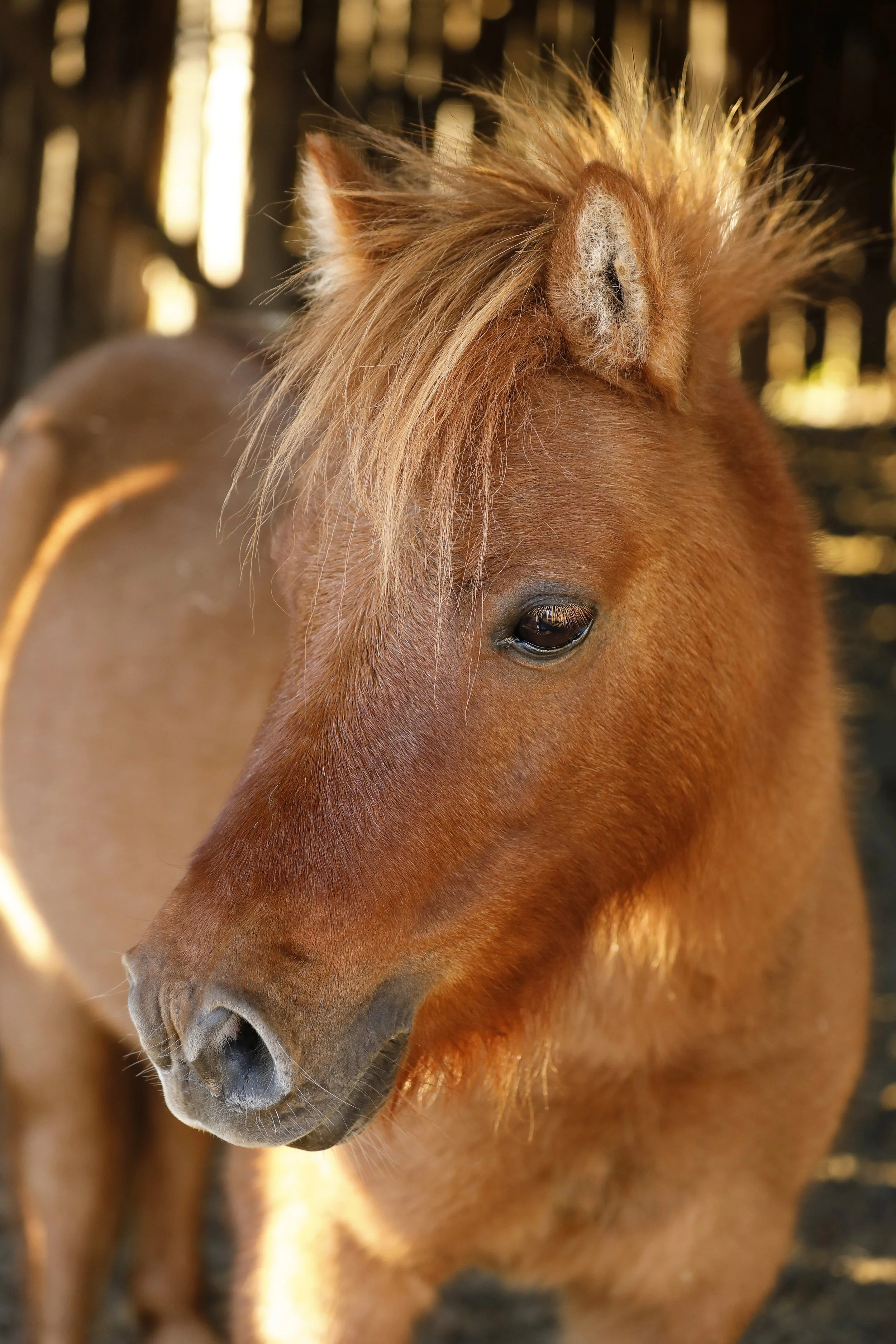 Close-up of a brown horse with a thick mane, standing outdoors in a shaded area.