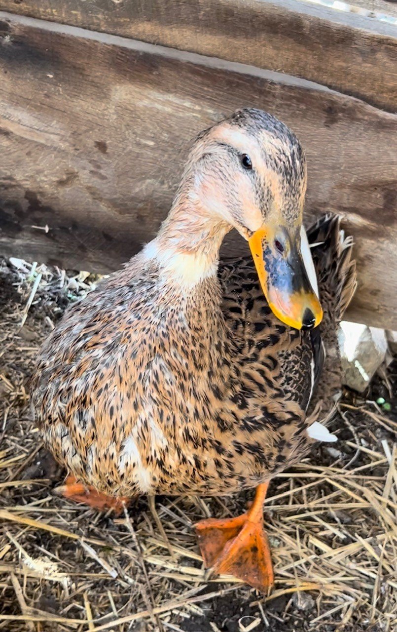 Rescued duck at Fabled Farm Rescue and Sanctuary