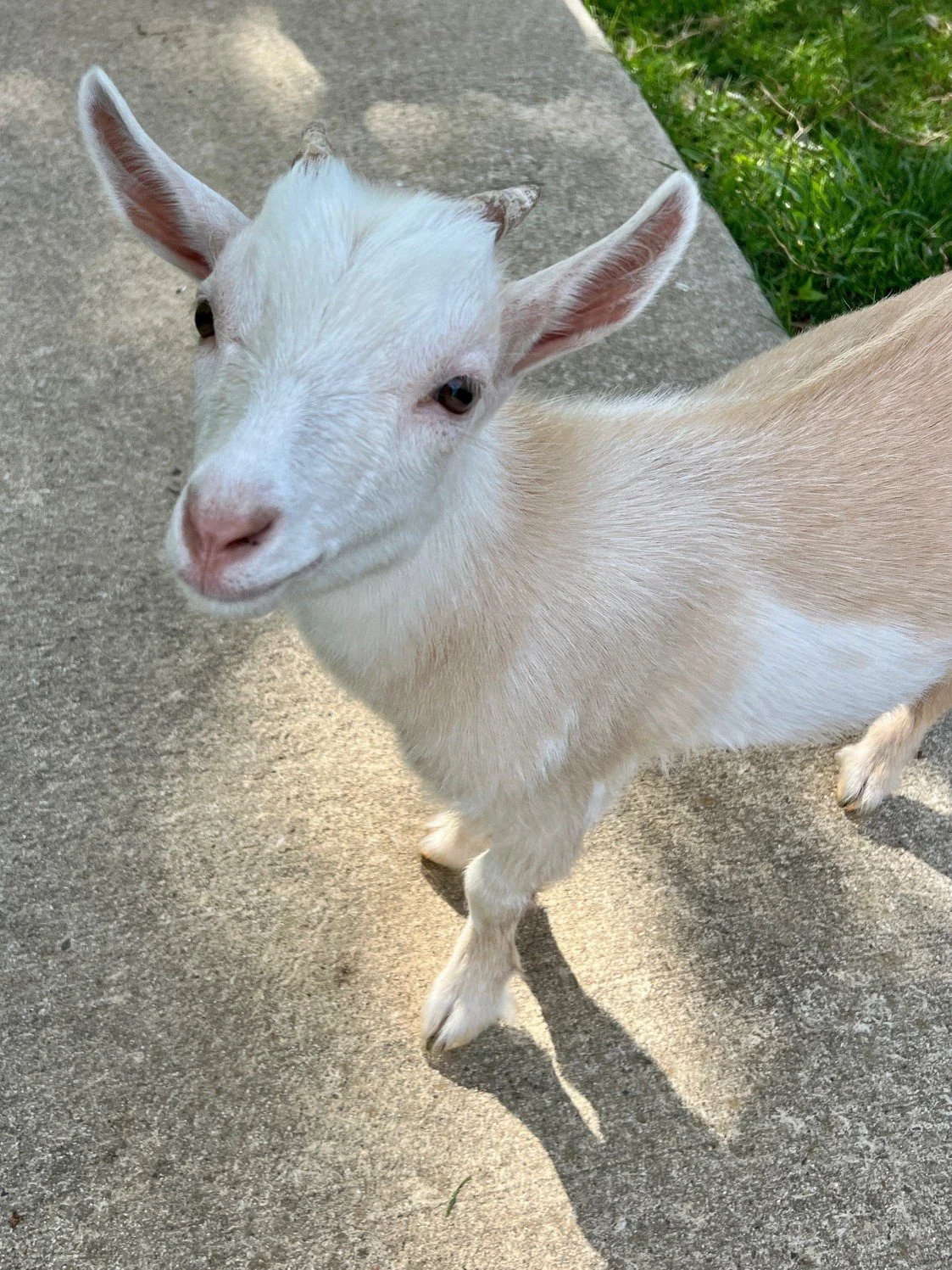 Adoptable goats