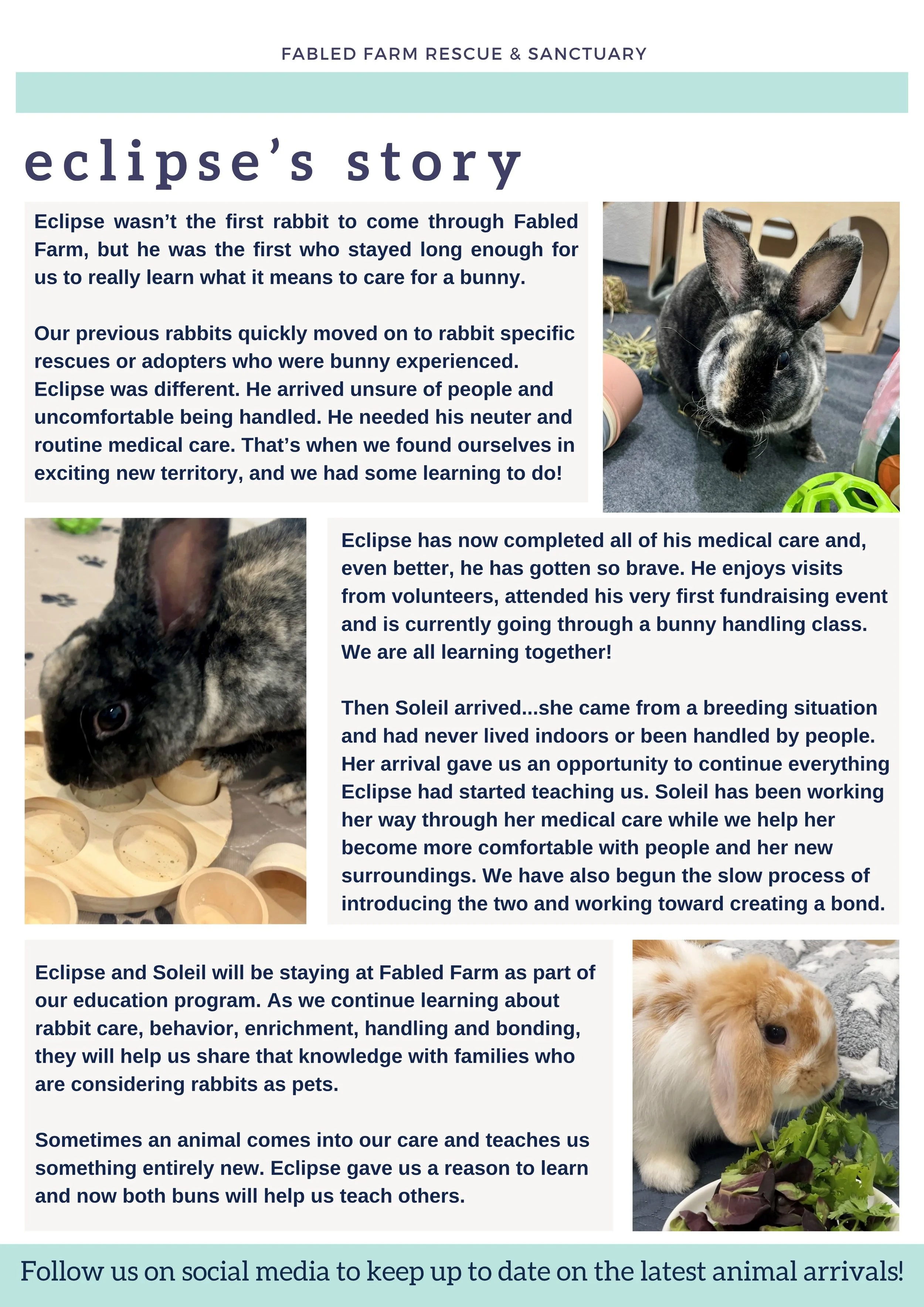 A black and gray speckled rabbit with large ears on a gray surface, surrounded by rabbit toys and treats at Fabled Farm Rescue & Sanctuary.