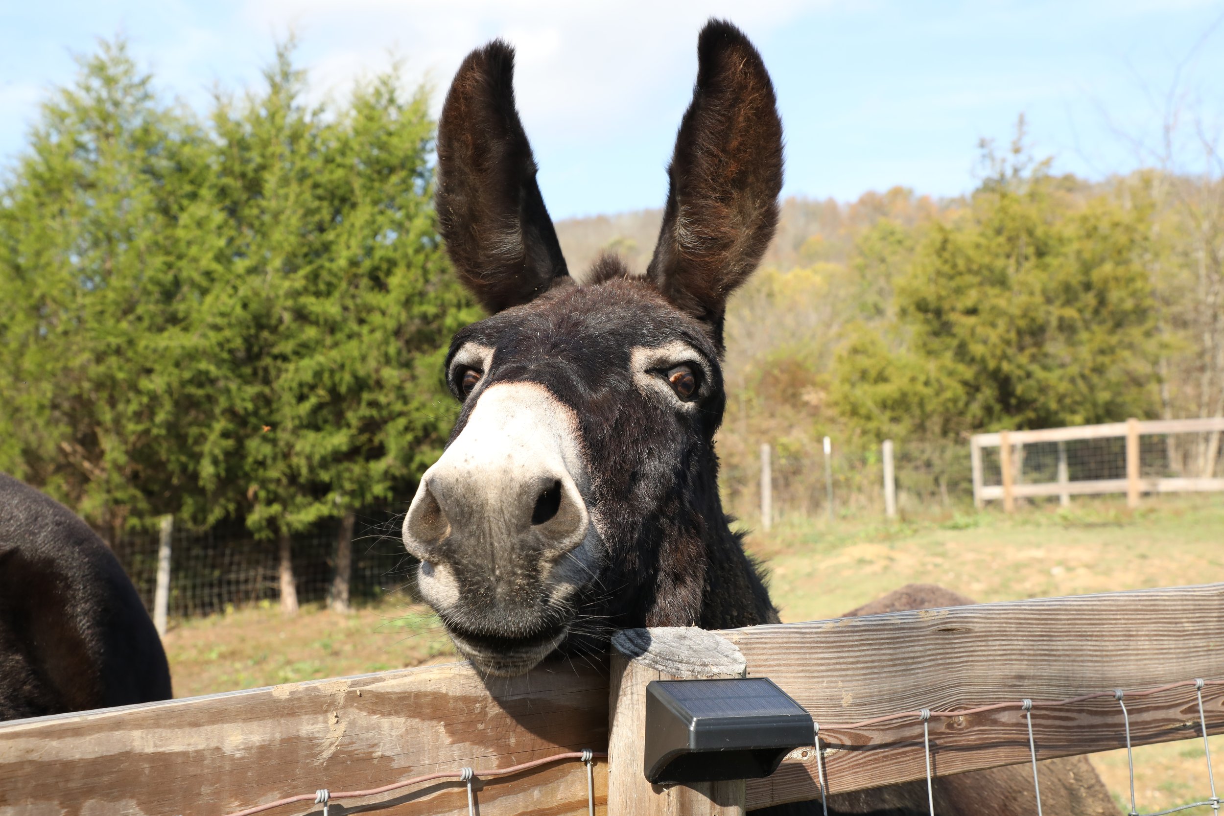 Close-up of a donkey's face peering over a wooden fence with trees and a fence in the background on a sunny day.