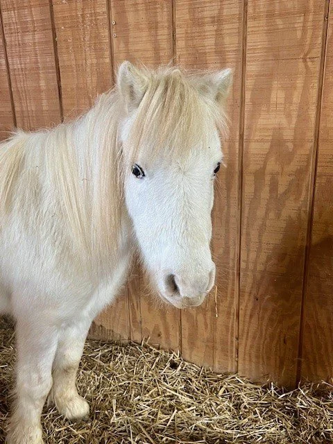 Rescued mini horse Fabled Farm Rescue and Sanctuary